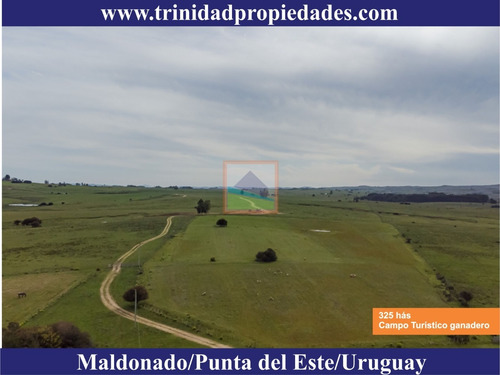 Imagen 7 de 14 de 325 Hás Campo Ganadero Criador