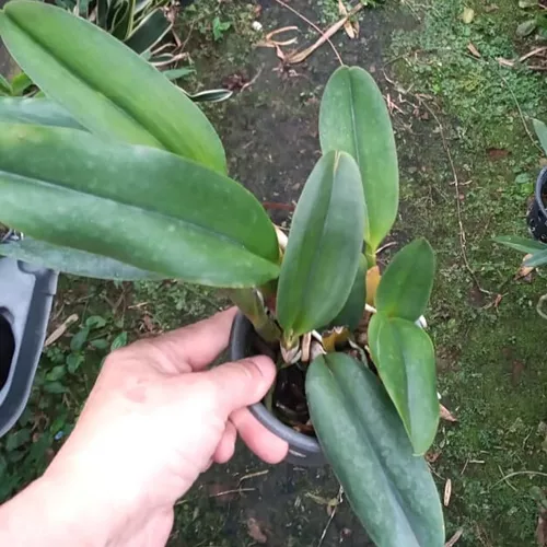 Orquídea Coleção Cattleya Vermelha Slc. Riffe Red December