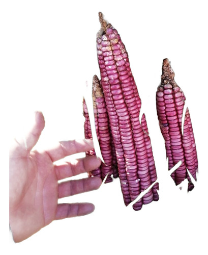 10 Kg Maiz Rojo Pozolero. Recien Cosechado