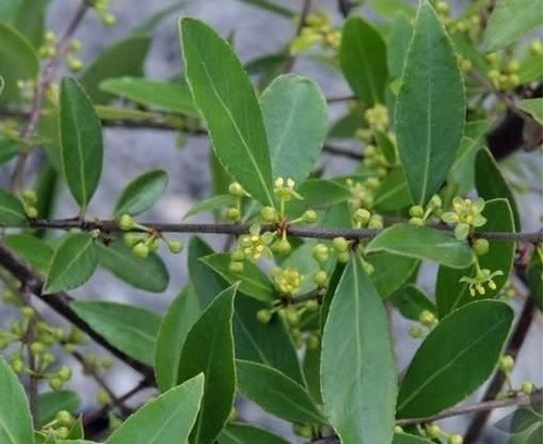 Maitén Árbol Ornamental