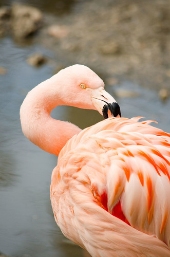 Cuadro 20x30cm Flamingo Ave Animal Beach Playa Exotico M1