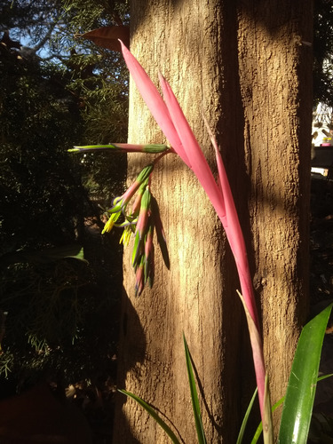 Lagrima De Reina-billbergia Nutans-planta Nativa (x 2)