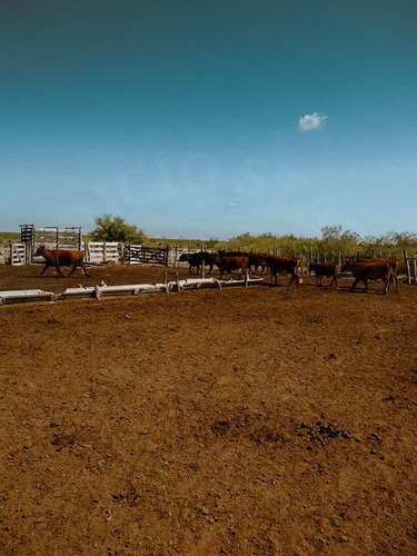 Campo En Venta En Santa Isabel, La Pampa
