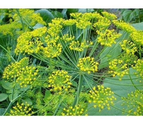 Semillas Agroecologicas De Eneldo Indio - 100% Naturales