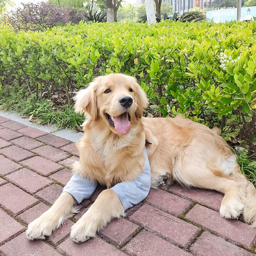 Traje De Recuperación Para Perros Para Patas Delanteras, Ma