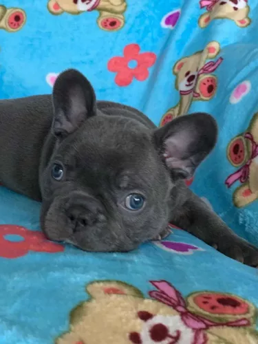 Cachorros De Bulldog Francés Blue Cali Medellin Y Bogota