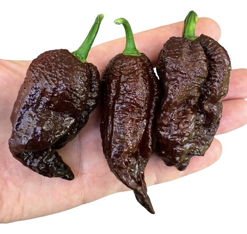 200 Sementes Pimenta Bhut Jolokia Chocolate.