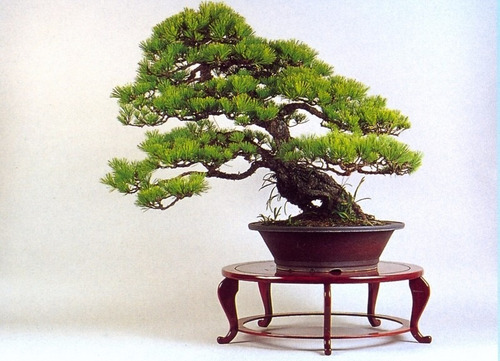 Pinheiro Vermelho Japones - Sementes Para Mudas Ou Bonsai