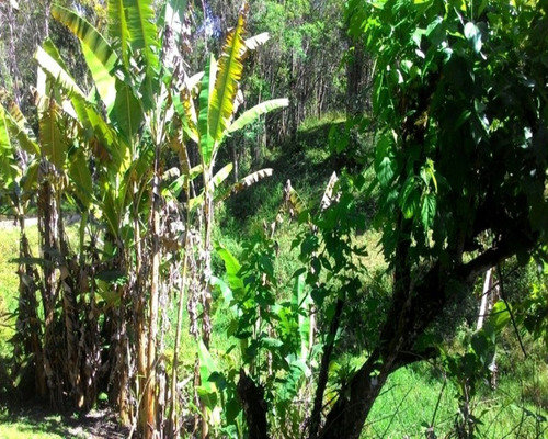 Chacara - Ch00075 - 32820374