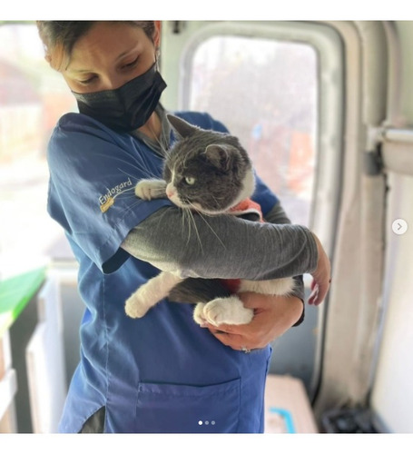 Imagen 3 de 7 de Consulta Veterinaria A Domicilio, Vacunas, Otros