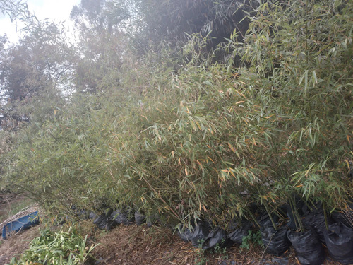 Cerco Vivo De Caña. Phyllostachys Aurea En 10 Litros. $ 7900 Verde