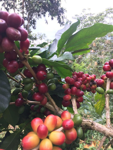 2 Kg Café Grano Altoamazonas+ Etiopia 50% 0ff