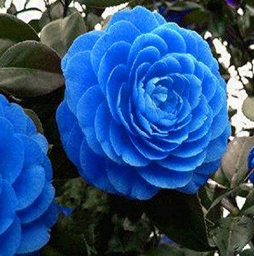 10 Semillas De Flor De Camelia Azul + Instructivo