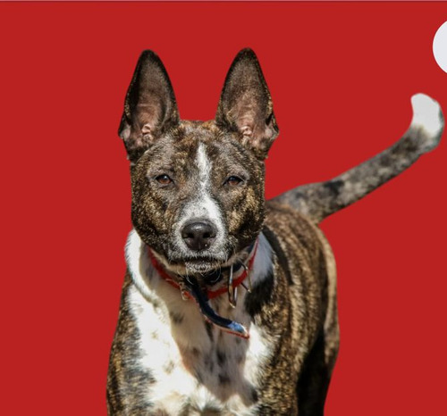 Hugo Mix De Bull Terrier Atigrado Bellísimo,, Adopcion