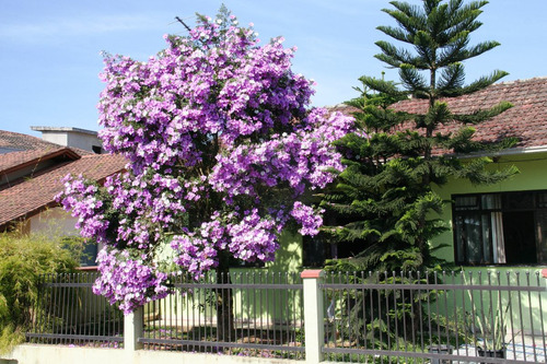 Imagem 8 de 9 de Manacá Tibouchina Mutabilis - Sementes De Flor Para Mudas