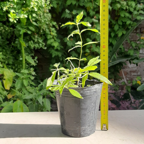Imagen 3 de 6 de Cedrón Planta Aromática Raíces Arco Iris Moron Caba
