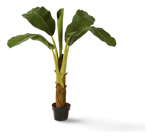 Planta Platano De Indias Arbol