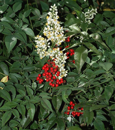 Semillas De Bambu Sagrado O Nandina Domestica X 20 Unid.