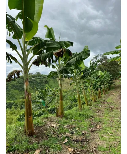 Se Vende Finca Cafetera Tecnificada En Armenia - Quindío