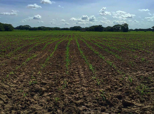 Imagen 19 de 19 de Finca Agropecuaria En Guárico Con Pista De Aterrizaje