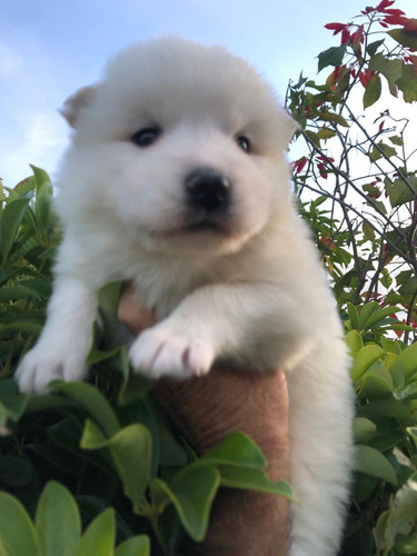 Hermosos Cachorros De Raza Samoyedo 