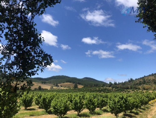 Precioso Campo En La Región Del Maule, Comuna De Pencahue.