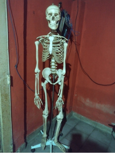 Esqueleto Humano Completo 