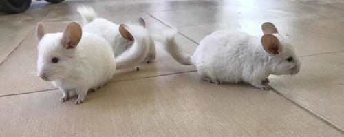Chinchila Filhote Macho Branco (Usado)