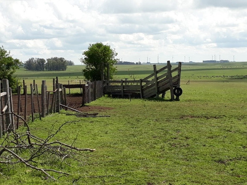 Exelente Campo Agrícola 390 Hectáreas