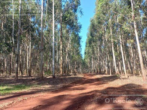 Campo En Venta De 561 Has En Virasoro, Corrientes