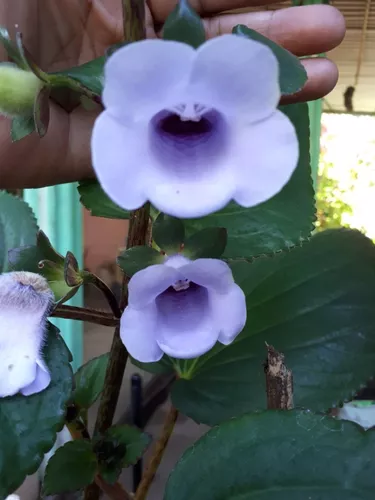 Planta Gloxinia Perennis De Brasil Flores Moradas Aroma