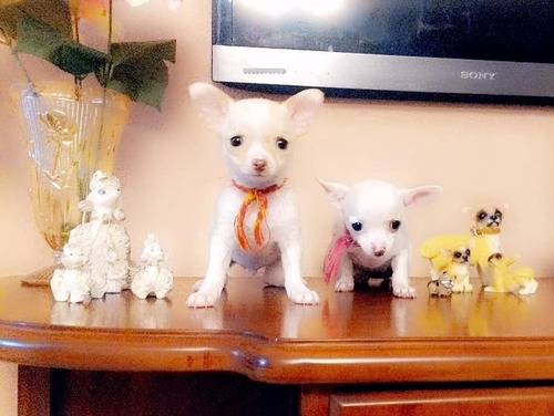 Chihuahua Chihuagua Chiguagua Puros Y Lindos Cachorros