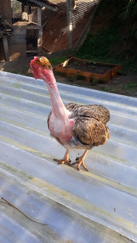 Ovos Garnizes Suros Pescoço Pelado C/12un Garnise