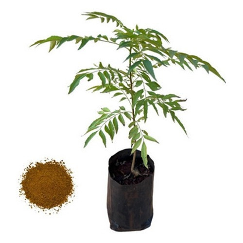Bulbo Rizoma Mud Medicinal De Neem - Azadirachta Indica