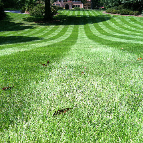 Semillas De Pasto Zoysia Grass 5kg, Jardín Verde