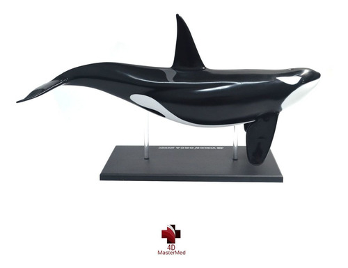 Orca Anatomia Animal Modelo Anatômico Marinho Baleia
