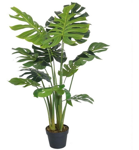 Plántulas Monstera Deliciosa - Costilla Adán - Balazo