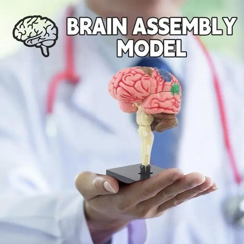 Modelo Anatómico Estudio Cerebro Humano Arterias Puzzle 4d