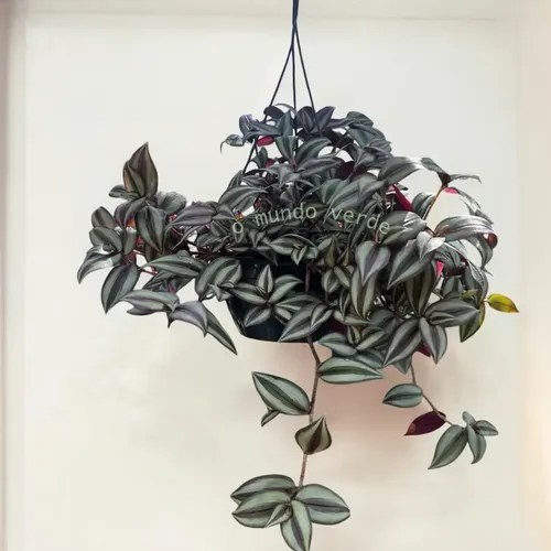 Tradescantia Zebrina Coração Roxo Na Cuia 21 - Fácil Cultivo