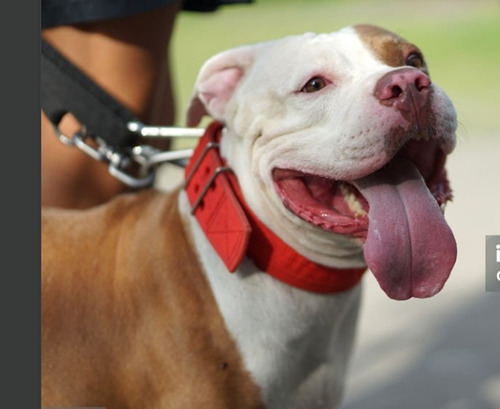 Perro Macho Tipo Bull En Adopcion