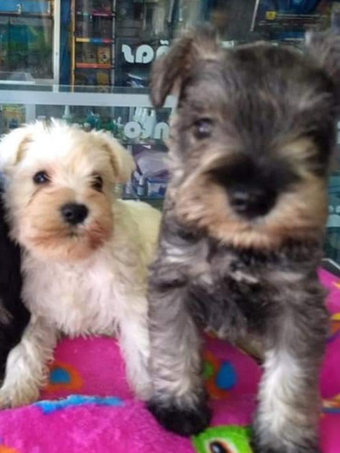 Imagen 2 de 2 de Cachorros Schnauzer Miniatura A 180$