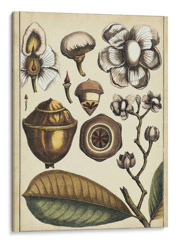 Canvas Lab Cuadro Estudio Botánico De Marfil Vi 30x40