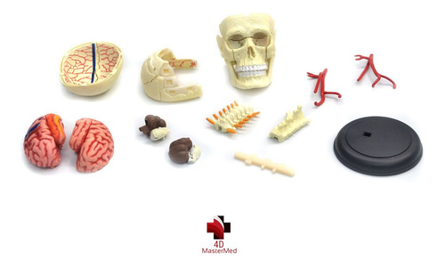 Anatomia Do Crânio E Nervos Cranianos Humano - 4d Master