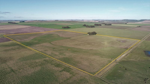 Imagen 3 de 28 de Campo 39 Has. Agrícolas Con Mejoras - Zona Dos Naciones