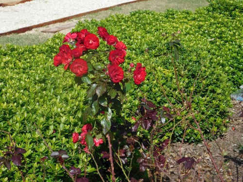 Flores Prop- Prados Del Oeste Lanzamiento Nueva Etapa: Lote En Venta