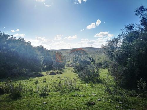 Campo Ganadero En Venta En Maldonado, A 60 Km De Punta Del Este- Ref: 26296
