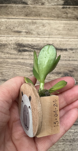 Souvenir Mini Maceta Madera Capibara Carpincho