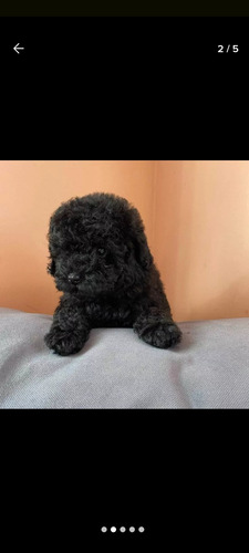 Caniche Mini Toy Negra Hembra Negra