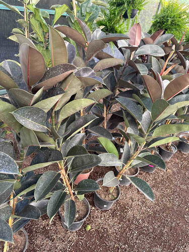 Planta De Hule Negro