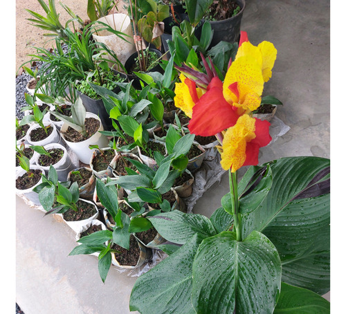 Flores Para Jardins (canna-indica) Verigata 1 Und Sbf-gv001